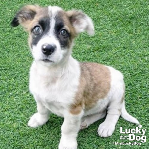 BIJOU - Border Collie available for adoption