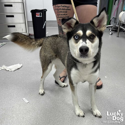 STELLY - Husky available for adoption