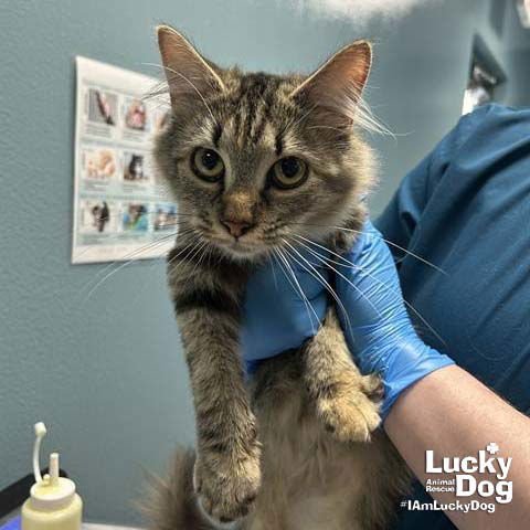 MEREDITH - Domestic Short Hair available for adoption