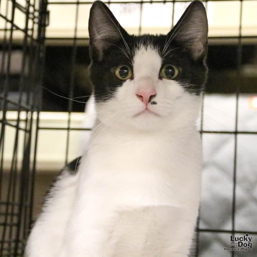 SHAW - Domestic Short Hair available for adoption