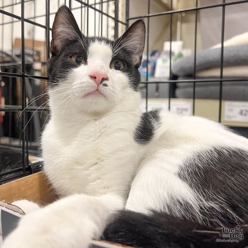 SHAW - Domestic Short Hair available for adoption