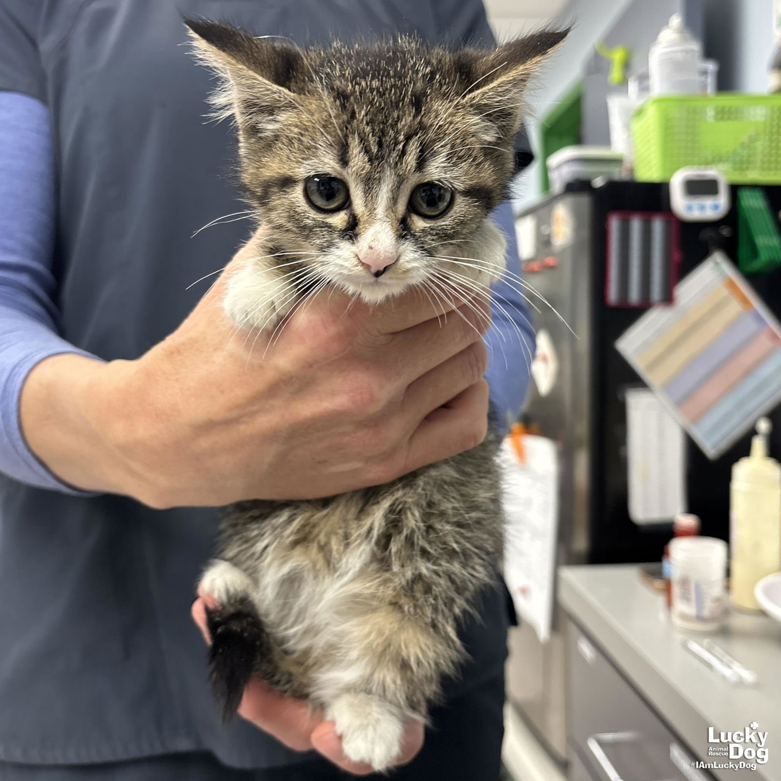 SEAL - Domestic Short Hair available for adoption