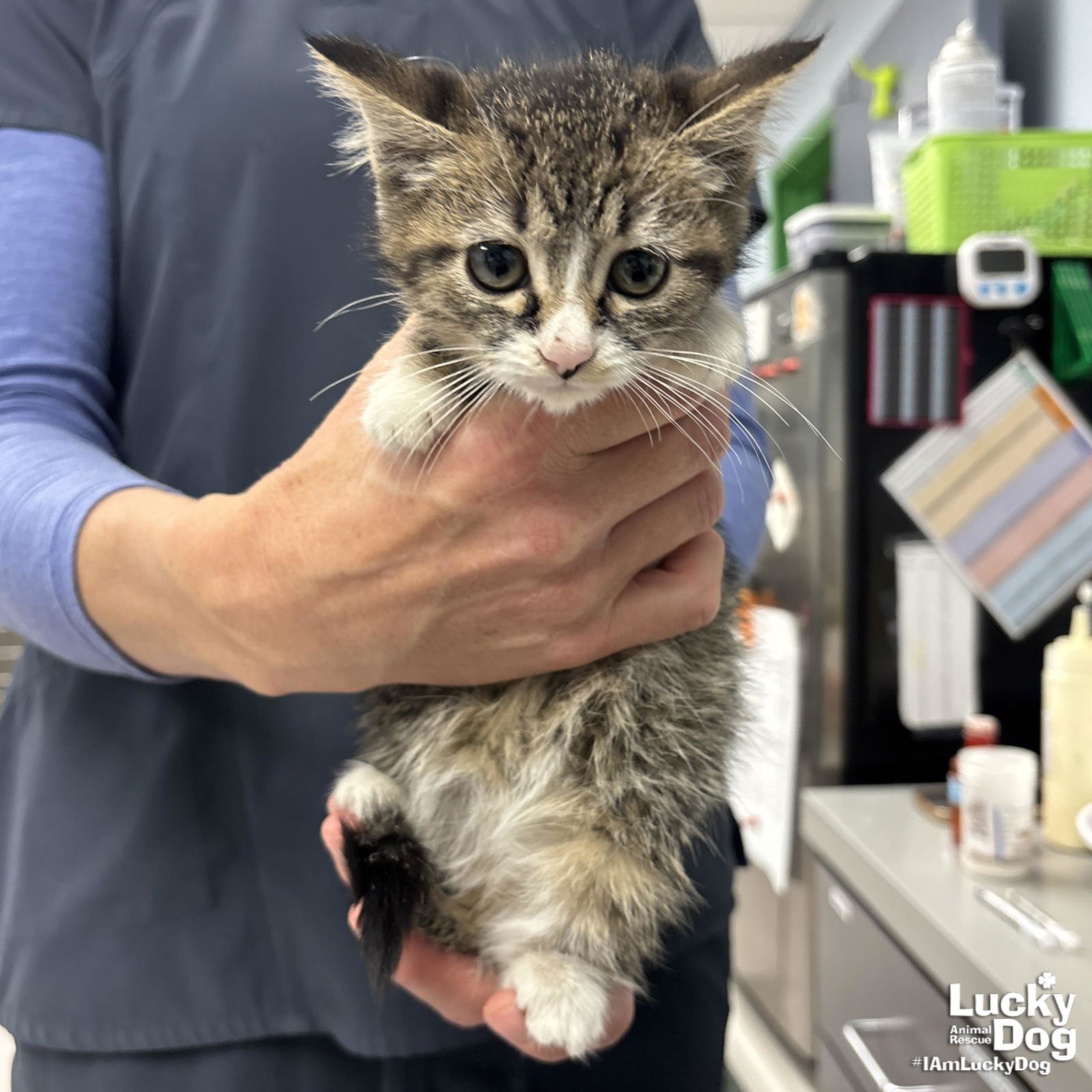 SEAL - Domestic Short Hair available for adoption