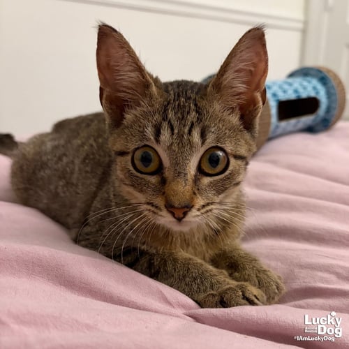 MAX - Domestic Short Hair available for adoption