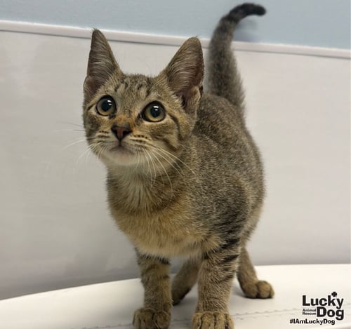 MAX - Domestic Short Hair available for adoption