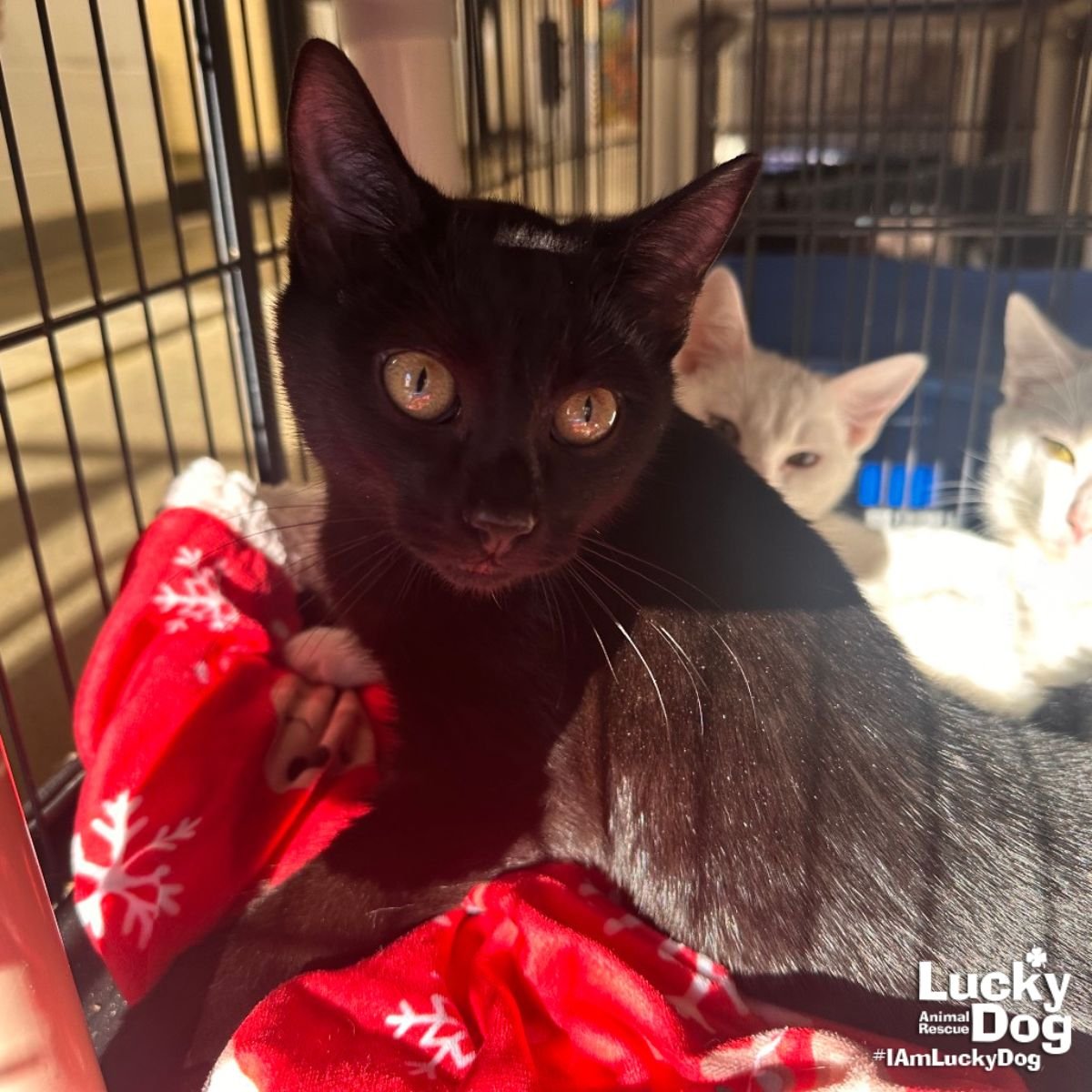 EMO KEVIN - Domestic Short Hair available for adoption