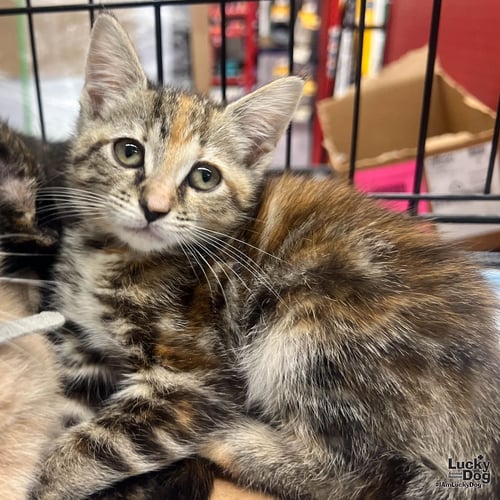 MY RARITY - Domestic Short Hair available for adoption