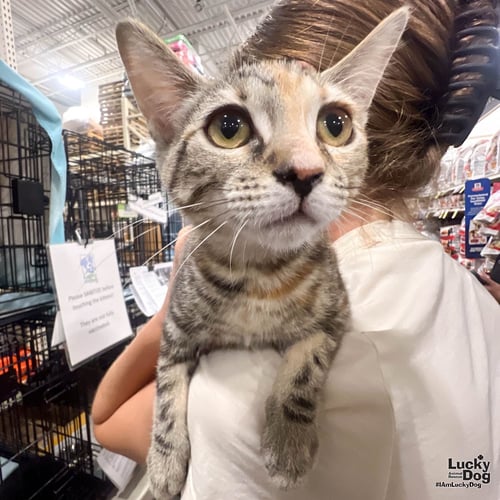 MY RARITY - Domestic Short Hair available for adoption