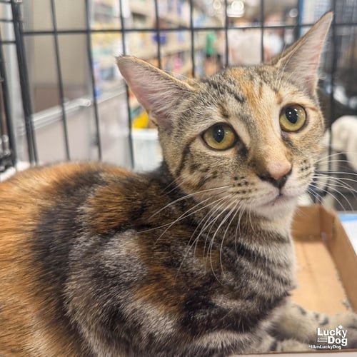 MY RARITY - Domestic Short Hair available for adoption