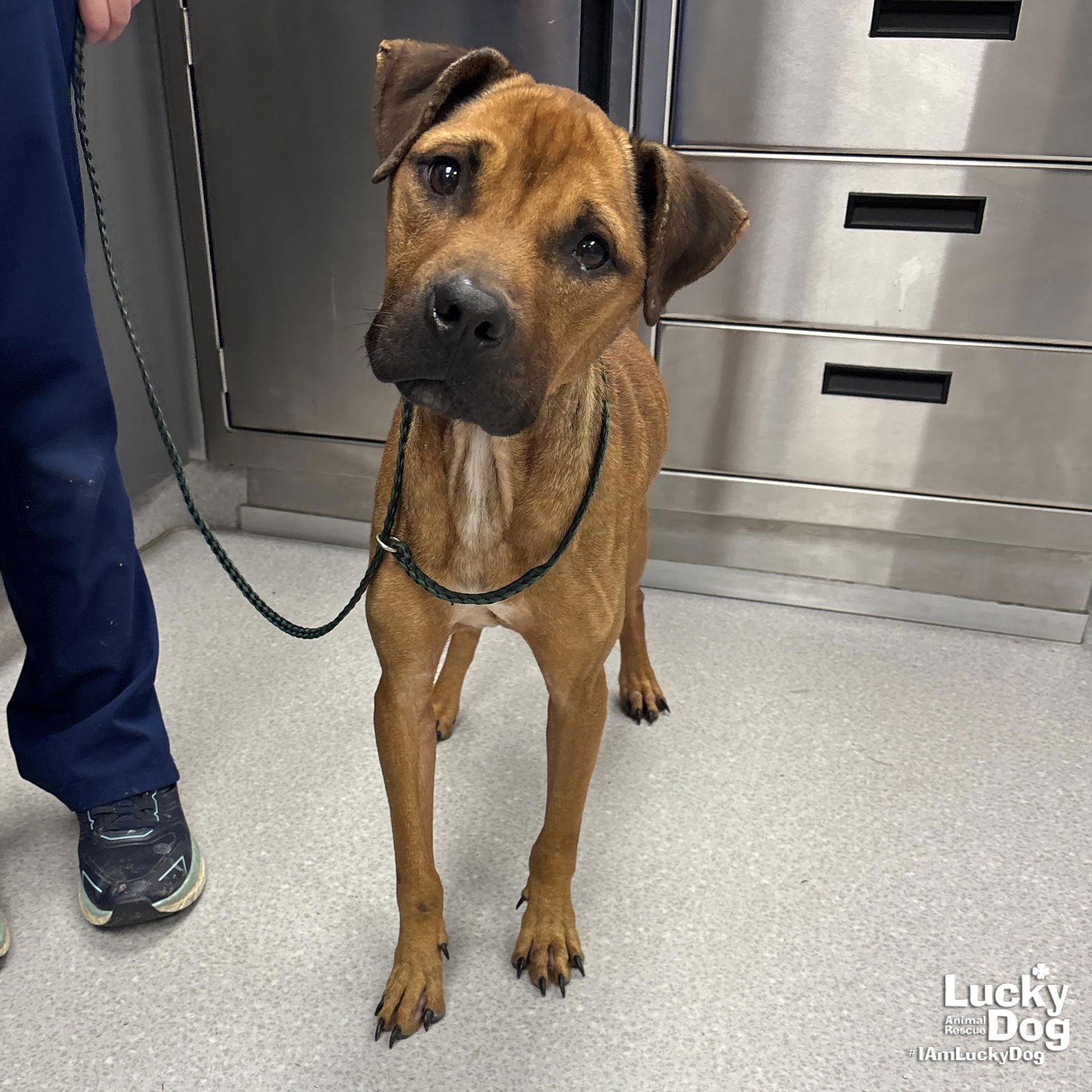 DARWIN - Shepherd / Terrier available for adoption