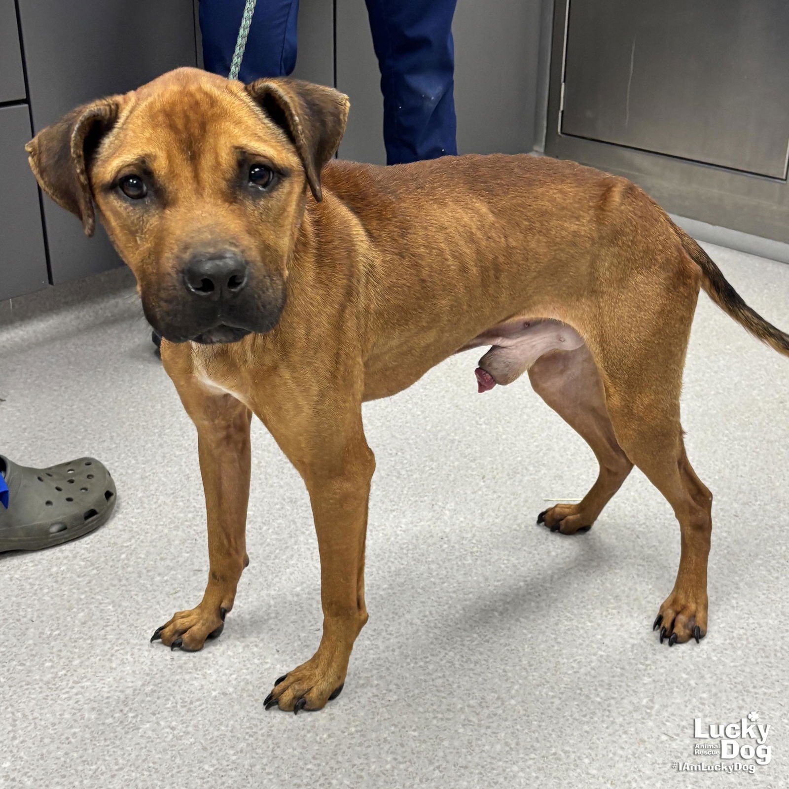 DARWIN - Shepherd / Terrier available for adoption