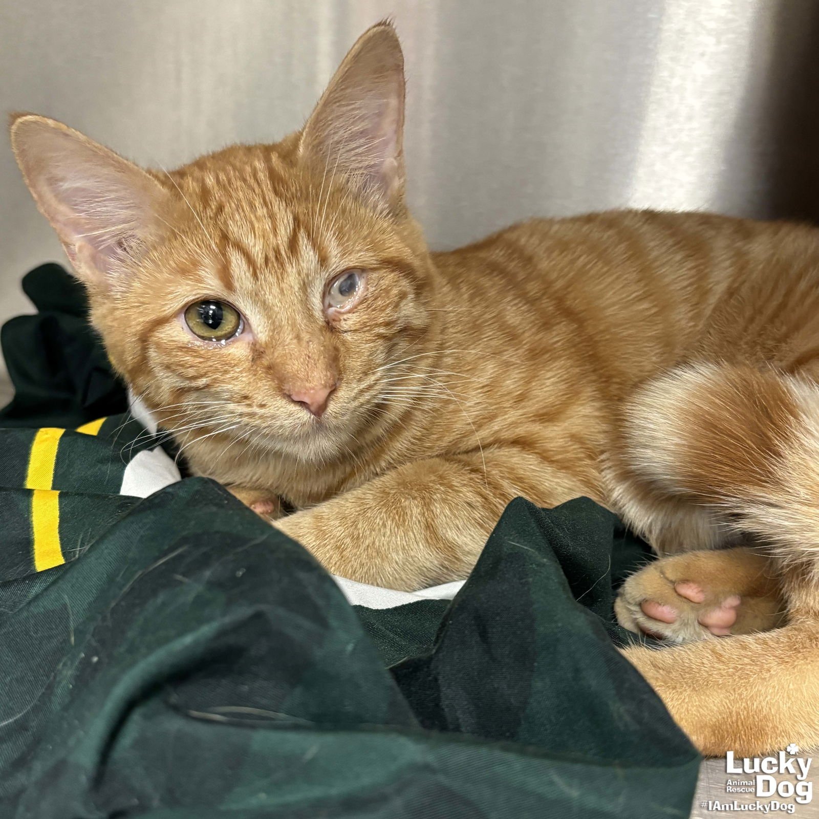 SALEM - Domestic Short Hair available for adoption