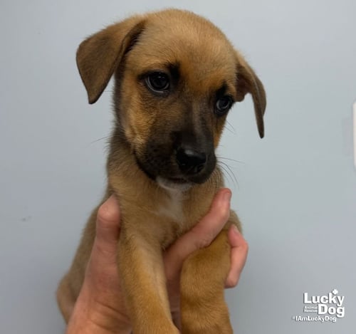 ZARA - Carolina Dog / Shepherd available for adoption