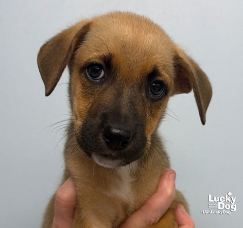 ZARA - Carolina Dog / Shepherd available for adoption