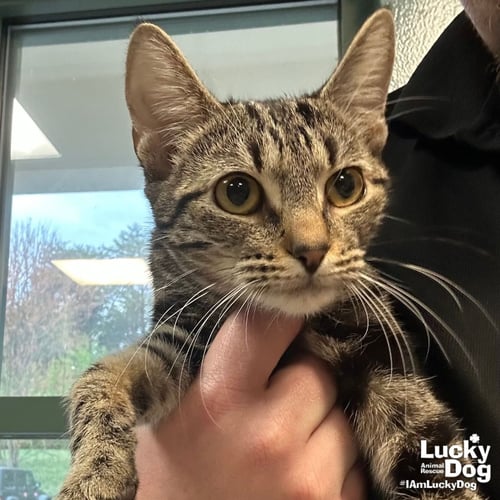 STAR BELLY SNEETCH - Domestic Short Hair available for adoption