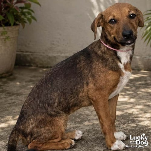 WANDA WONKA - Labrador Retriever available for adoption