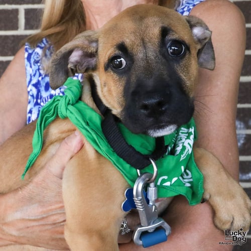 EVELYN - Shepherd available for adoption