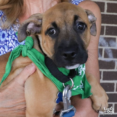 EVELYN - Shepherd available for adoption