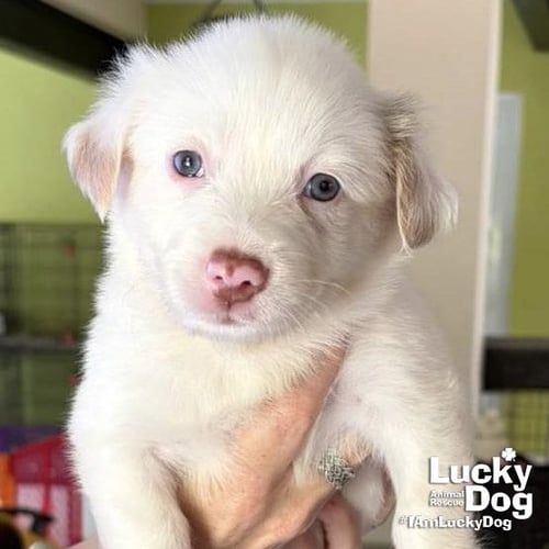 ANGEL - Border Collie available for adoption
