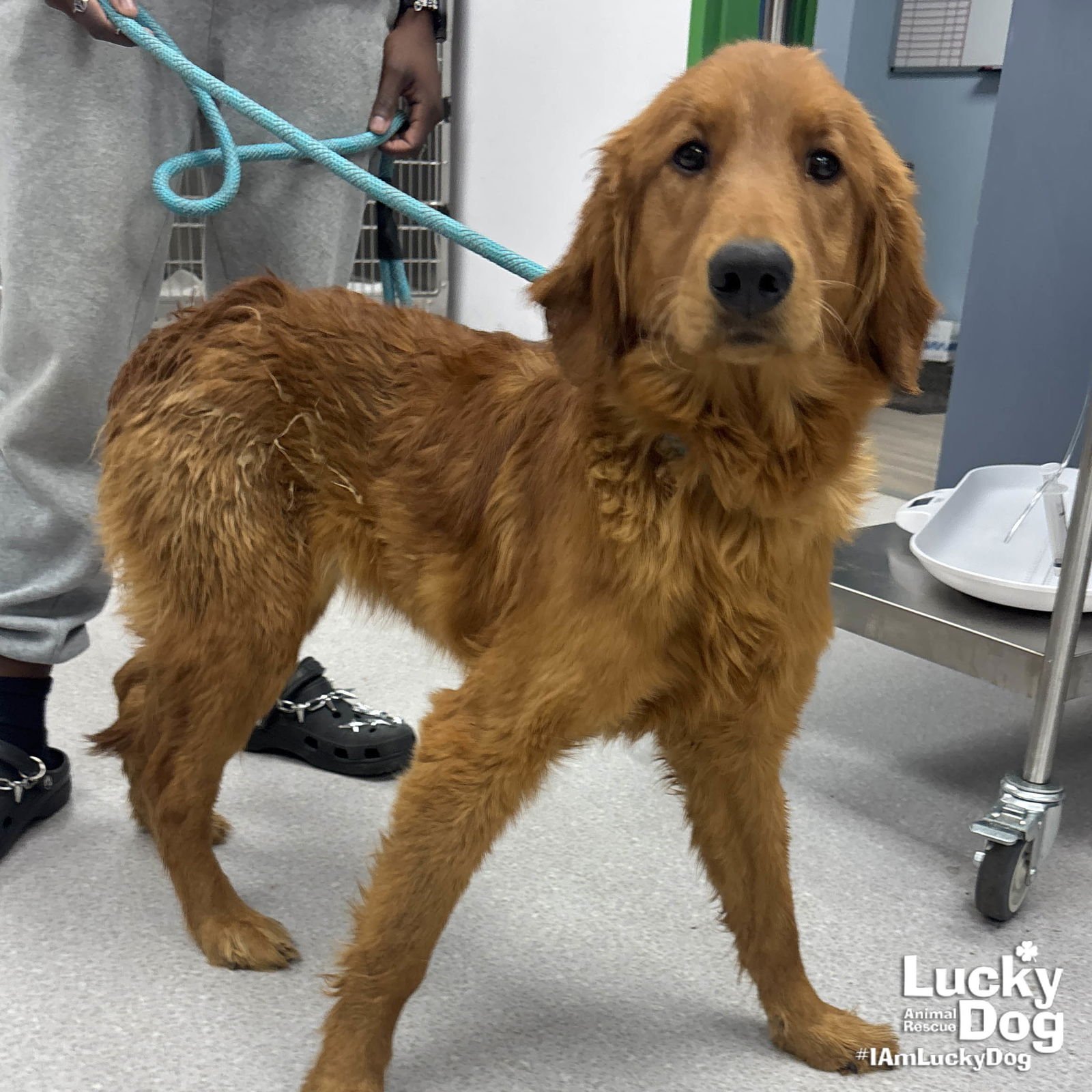 RAIN - Golden Retriever / Poodle (unknown type) available for adoption