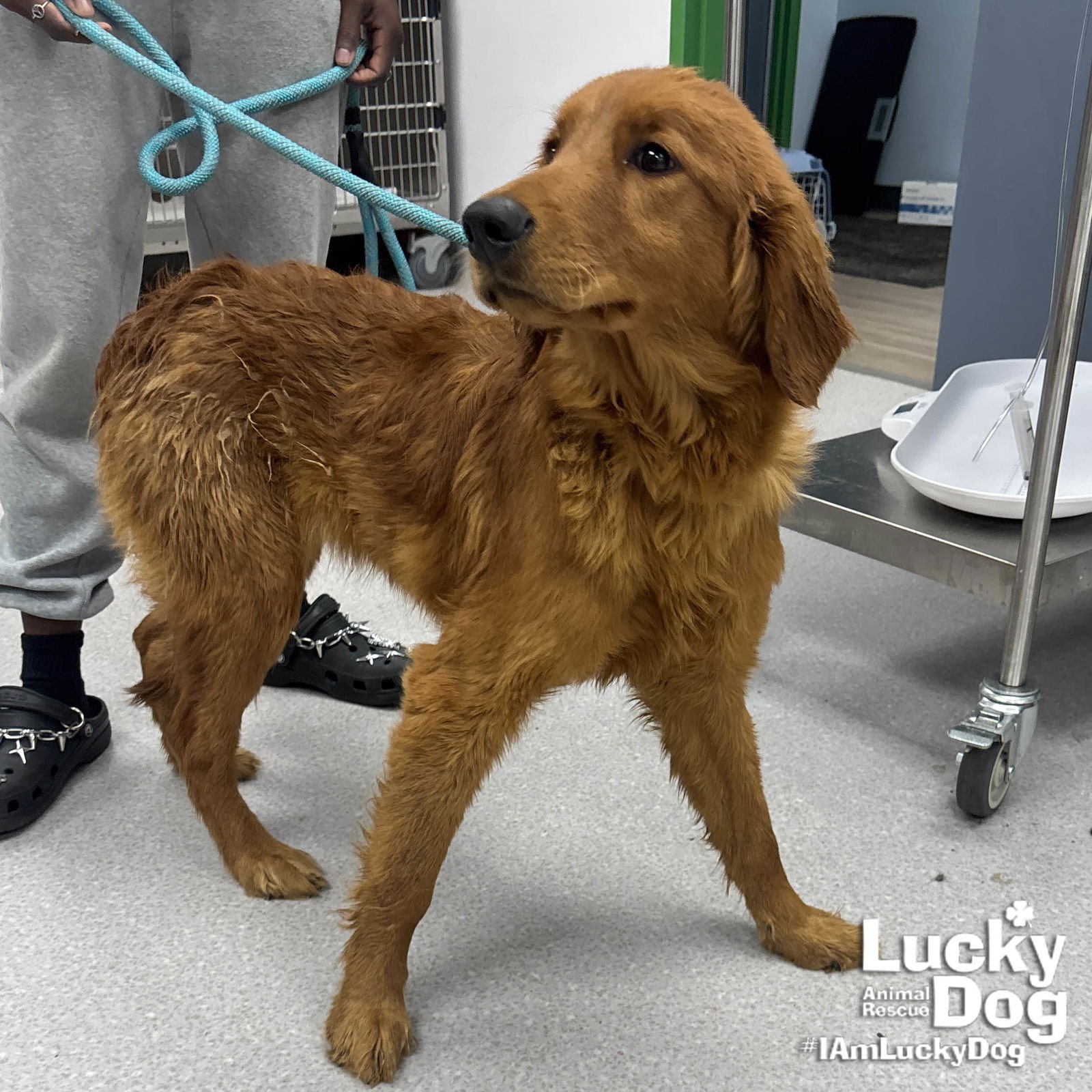 RAIN - Golden Retriever / Poodle (unknown type) available for adoption