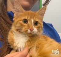 Buttercup - Photo 3