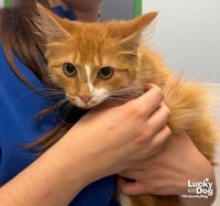 Buttercup - Photo 2
