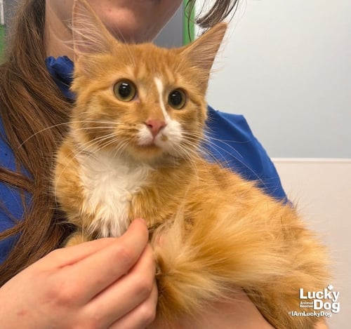 BUTTERCUP - Domestic Long Hair available for adoption