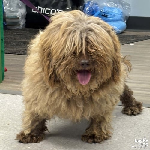 YETI - Shih Tzu / Poodle (unknown type) available for adoption