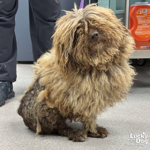 YETI - Shih Tzu / Poodle (unknown type) available for adoption