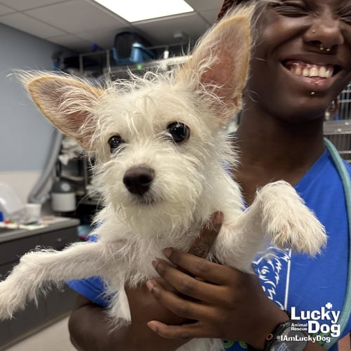 SENORITA - West Highland White Terrier Westie / Terrier available for adoption