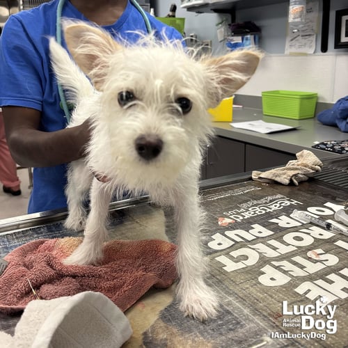 SENORITA - West Highland White Terrier Westie / Terrier available for adoption