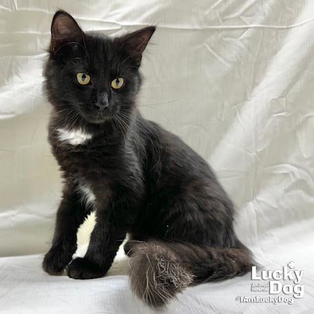 JASPAR - Domestic Long Hair available for adoption