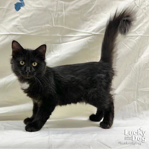 JASPAR - Domestic Long Hair available for adoption