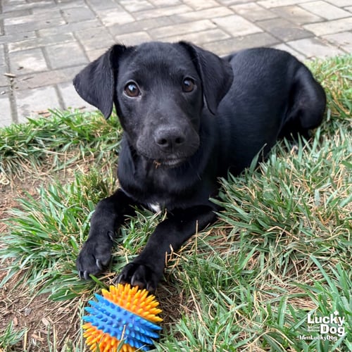 BREE - Retriever available for adoption