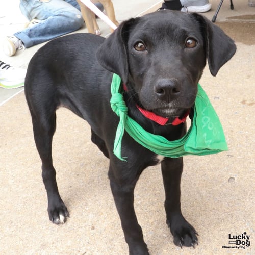 BREE - Retriever available for adoption