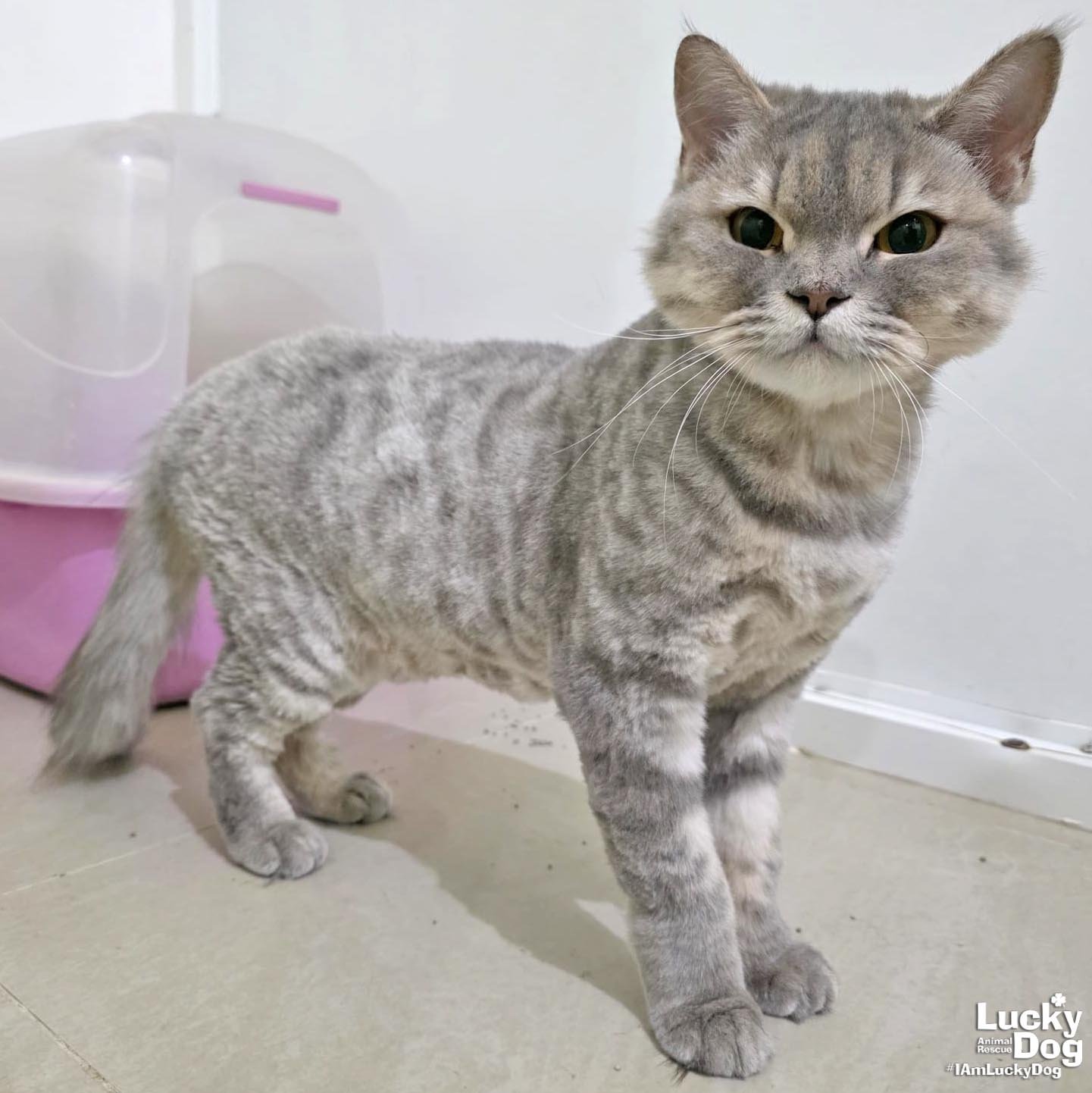 EDGAR - Domestic Medium Hair / Tabby available for adoption