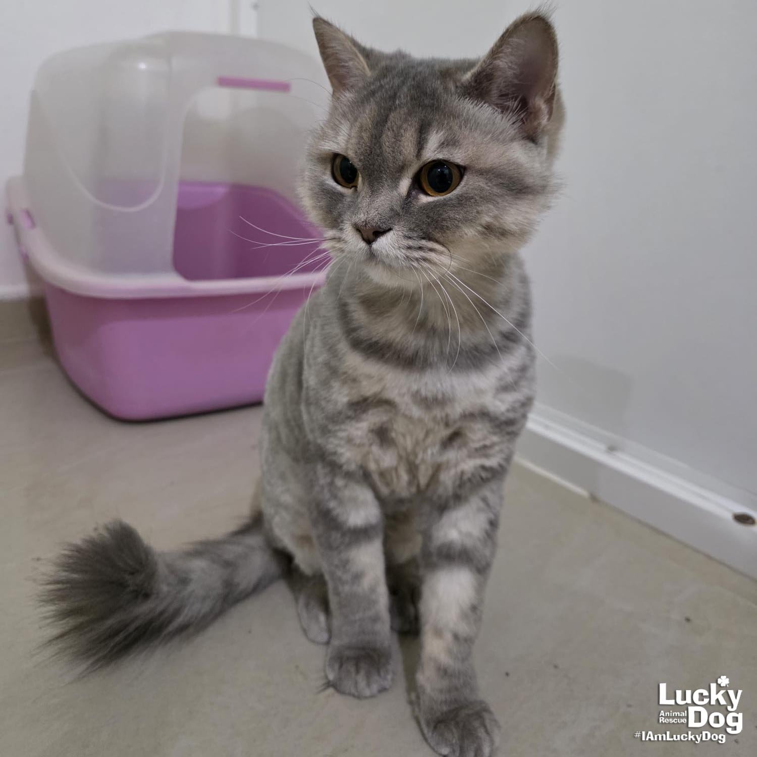 EDGAR - Domestic Medium Hair / Tabby available for adoption