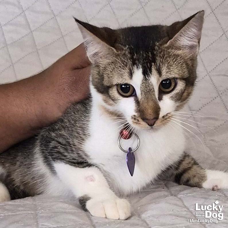 MARIA - Domestic Short Hair available for adoption