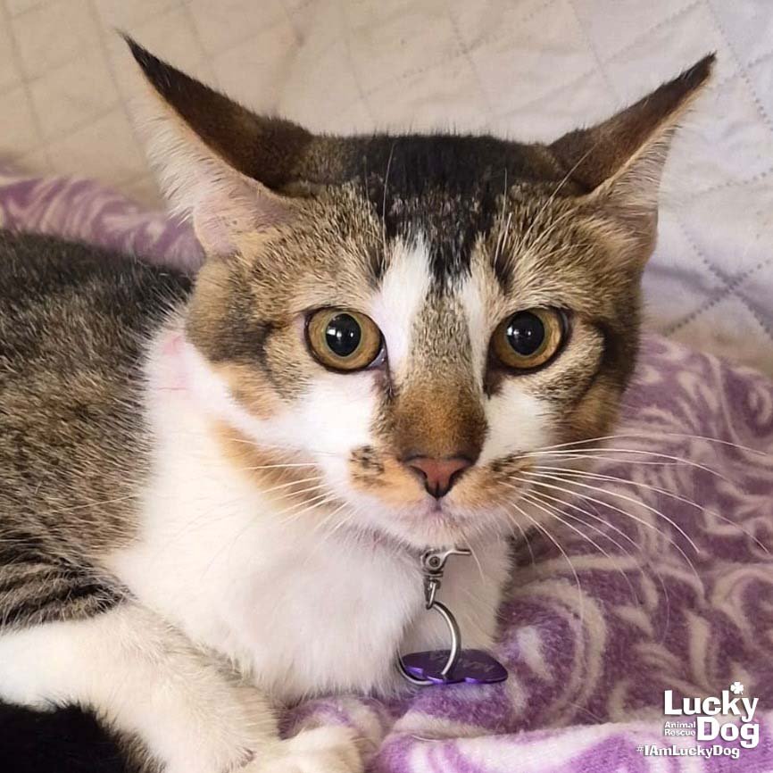 MARIA - Domestic Short Hair available for adoption