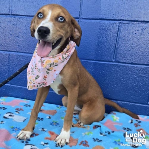 QUAIL - Hound / Labrador Retriever available for adoption