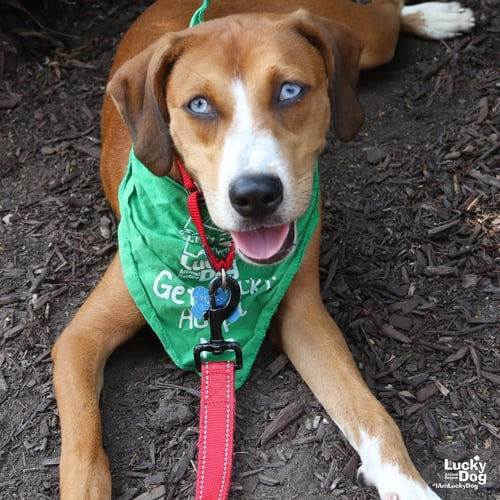 QUAIL - Hound / Labrador Retriever available for adoption