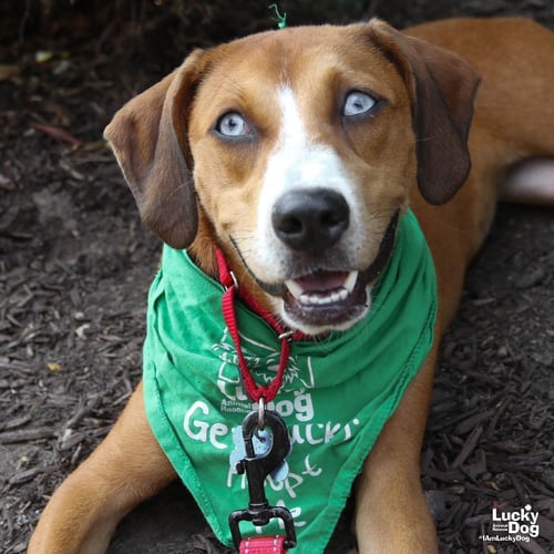 QUAIL - Hound / Labrador Retriever available for adoption