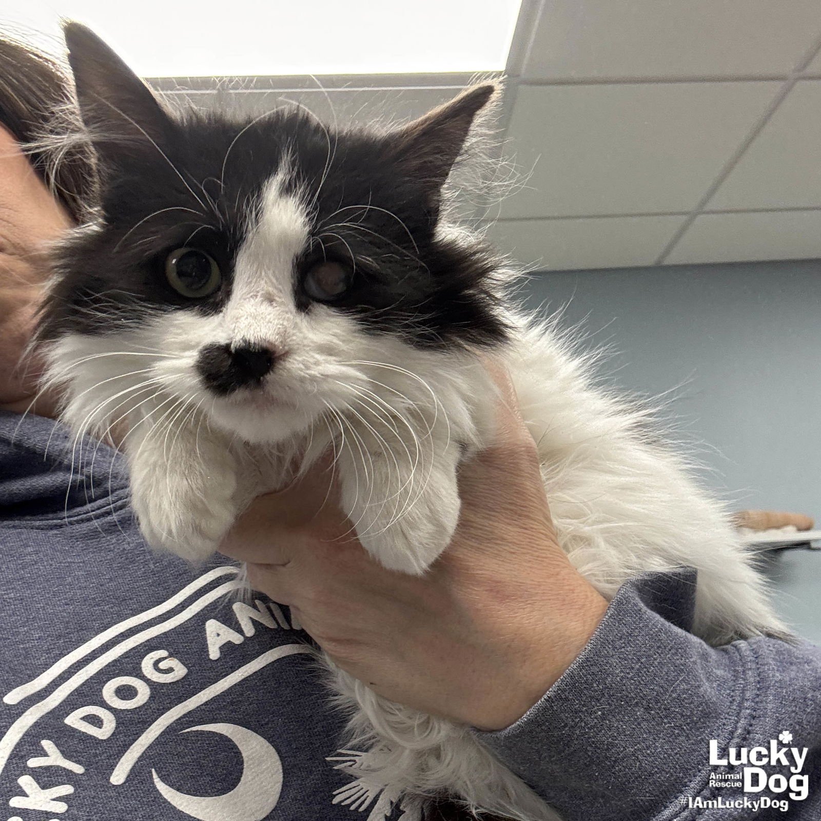 BEETHOVEN - Domestic Long Hair available for adoption