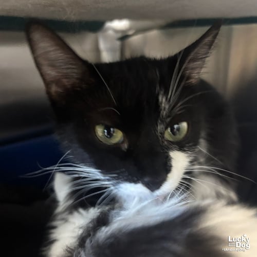 BURLINA - Domestic Short Hair available for adoption