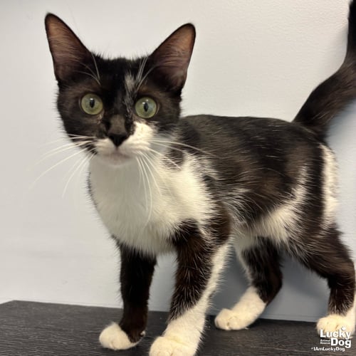 BURLINA - Domestic Short Hair available for adoption