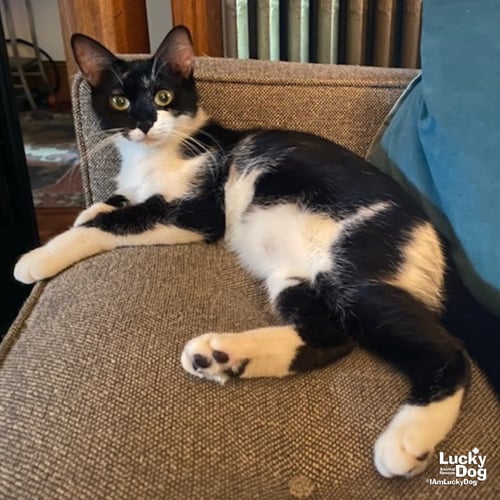 BURLINA - Domestic Short Hair available for adoption