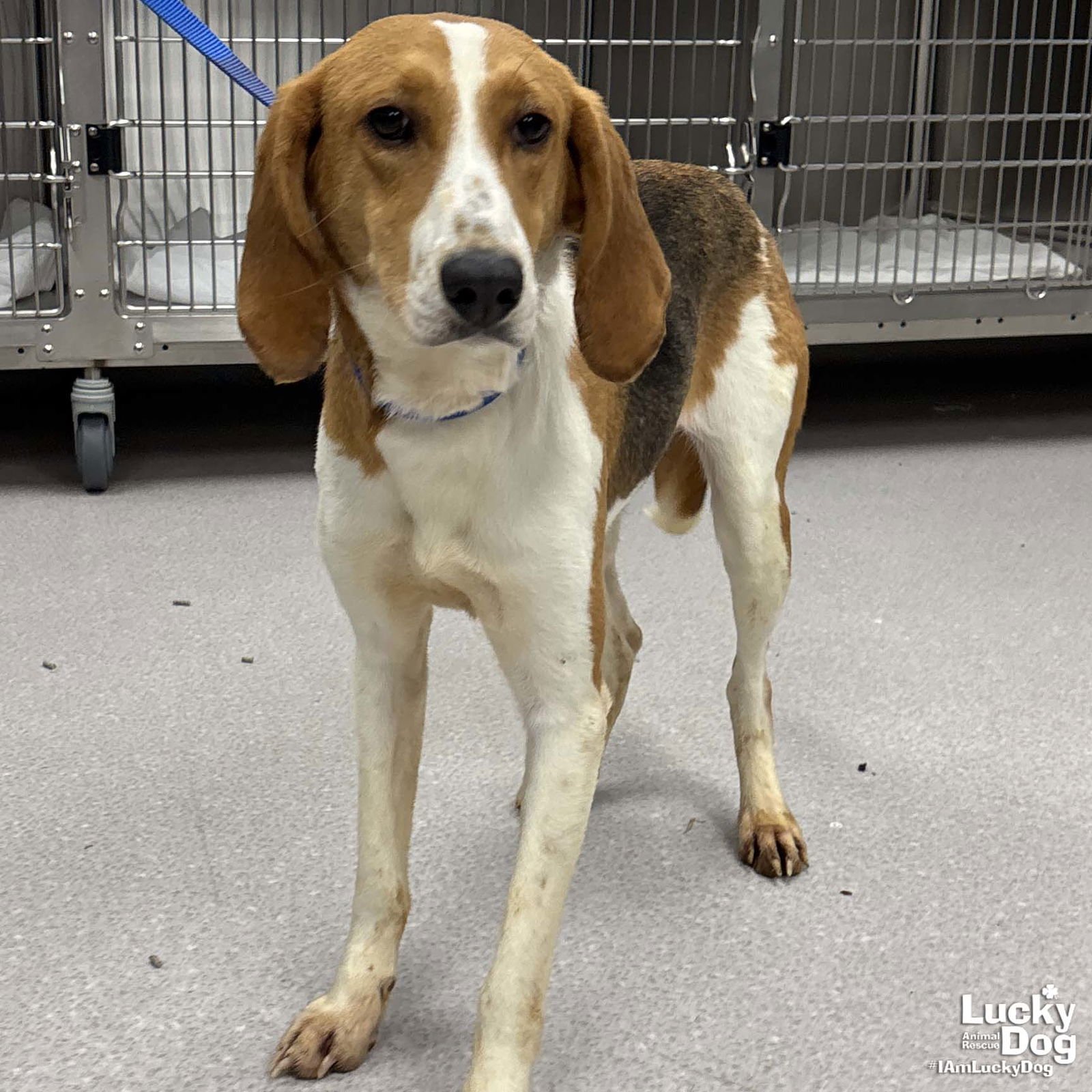 RILEY - Foxhound available for adoption