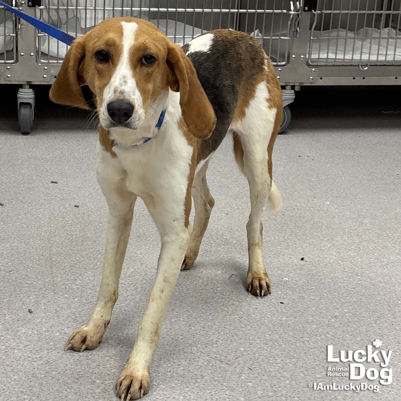 RILEY - Foxhound available for adoption