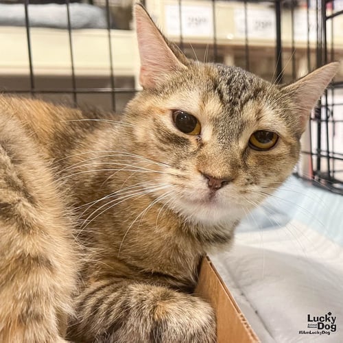TORTELLINI - Domestic Short Hair available for adoption